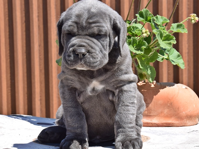 Mastino Neapolitano Welpe kaufen
