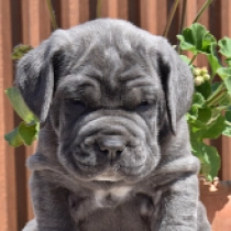 Gerodi, grey Mastino Neapolitano Welpen kaufen