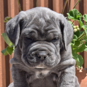 Mastino Neapolitano Welpe kaufen