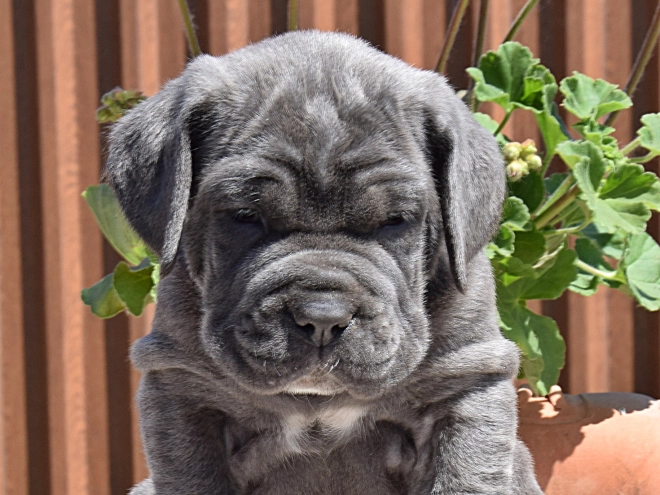 Mastino Neapolitano Welpe kaufen