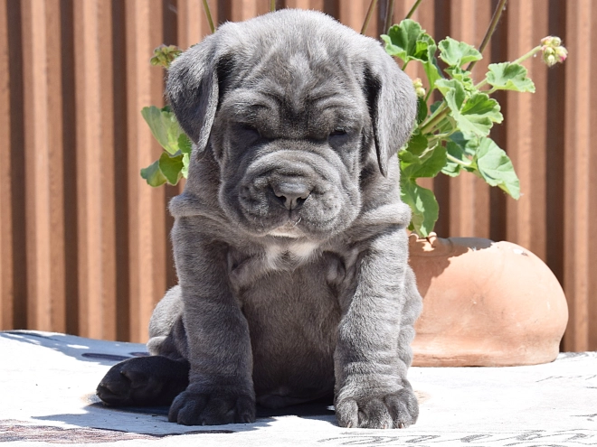 Mastino Neapolitano Welpe kaufen