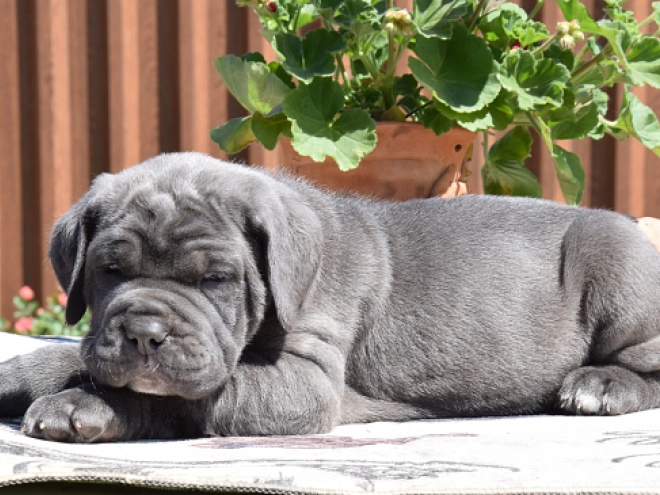 Mastino Neapolitano Welpe kaufen