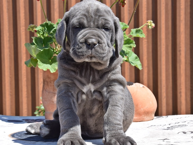 Mastino Neapolitano Welpe kaufen