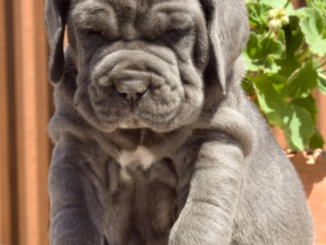 Mastino Neapolitano Welpe kaufen