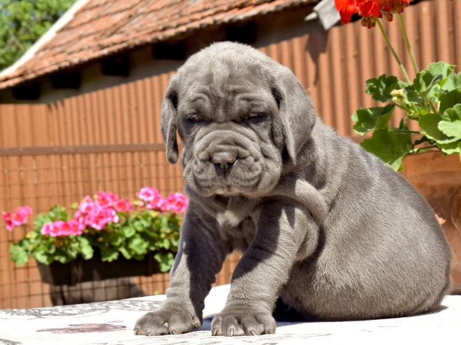 Mastino Neapolitano Welpe kaufen