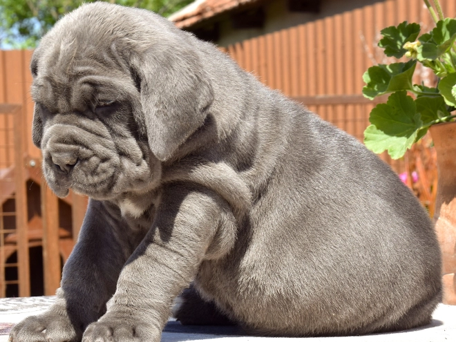 Mastino Neapolitano Welpe kaufen