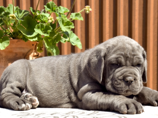 Mastino Neapolitano Welpe kaufen
