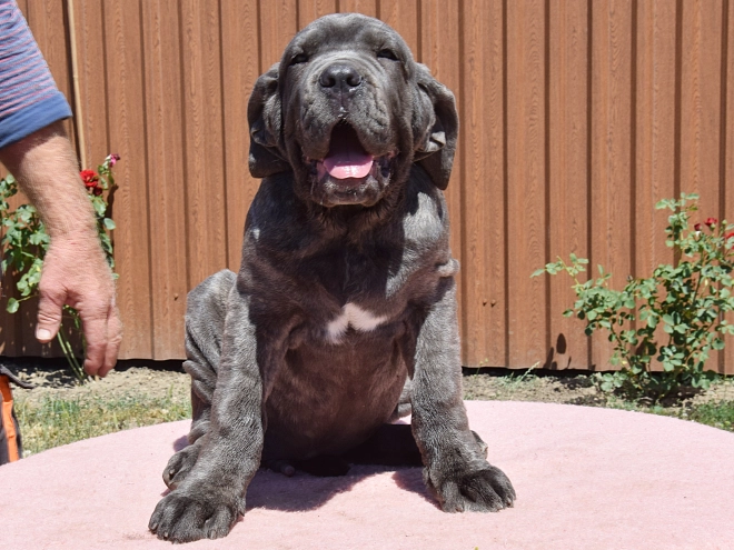 Perros Mastín Napolitano en venta