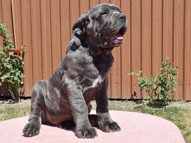 Perros Mastín Napolitano en venta