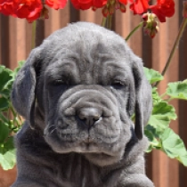Hercules, grey Neapolitan Mastiff for sale