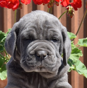 Mastino Neapolitano Welpe kaufen
