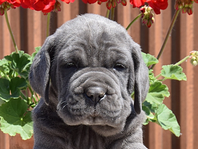 Mastino Neapolitano Welpe kaufen
