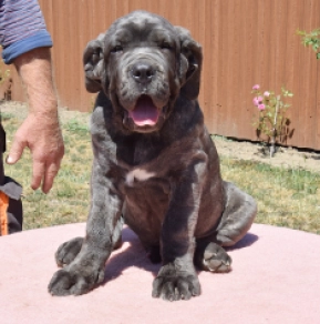 Neapolitan Mastiff puppy for sale