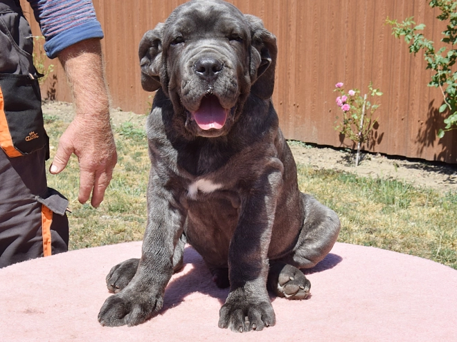 Perros Mastín Napolitano en venta