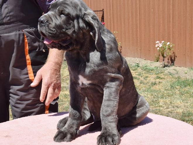 Perros Mastín Napolitano en venta