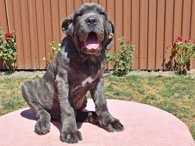 Perros Mastín Napolitano en venta