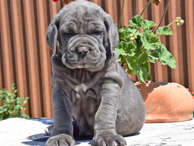 Mastino Neapolitano Welpe kaufen
