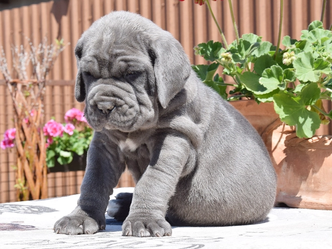 Mastino Neapolitano Welpe kaufen