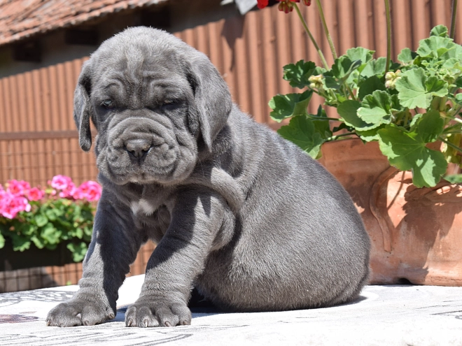 Mastino Neapolitano Welpe kaufen