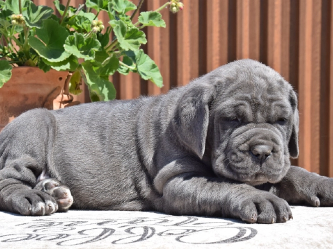 Mastino Neapolitano Welpe kaufen