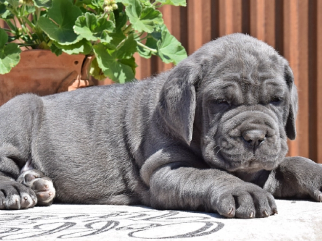 Mastino Neapolitano Welpe kaufen