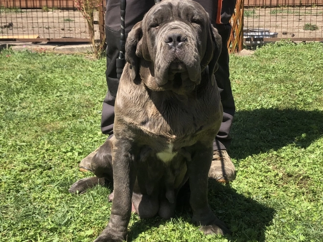 Mastino Neapolitano Welpe kaufen
