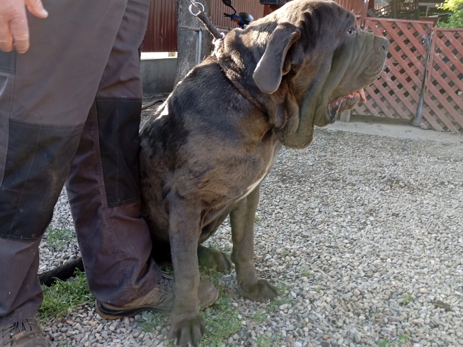 Neapolitan Mastiff puppy for sale
