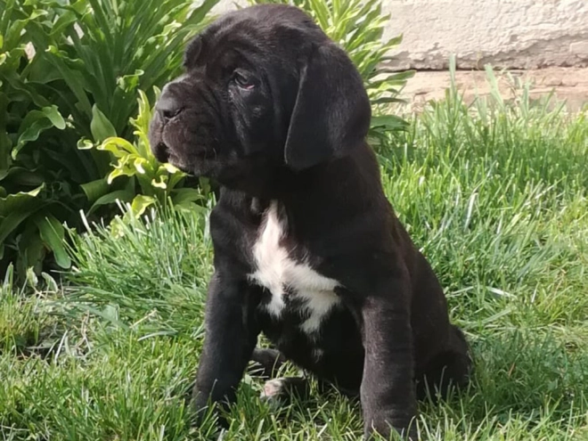Neapolitan Mastiff puppy for sale