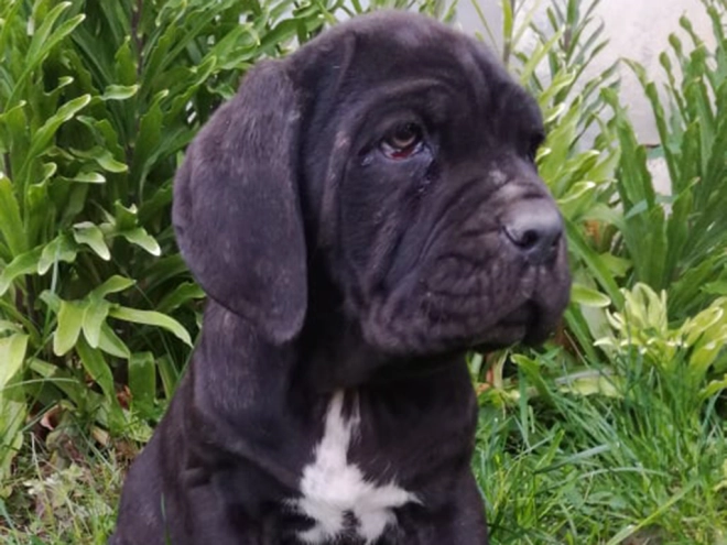 Neapolitan Mastiff puppy for sale