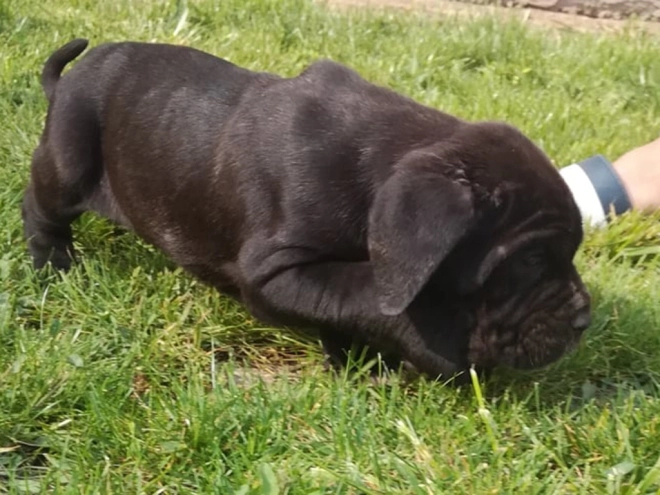 Neapolitan Mastiff puppy for sale