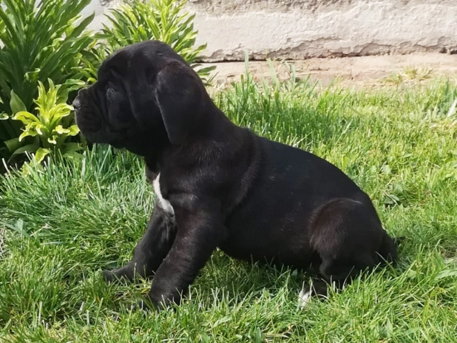 Neapolitan Mastiff puppy for sale