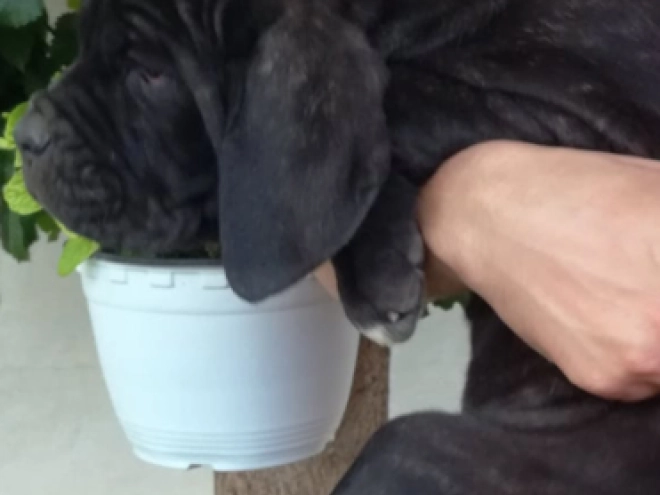 Neapolitan Mastiff puppy for sale