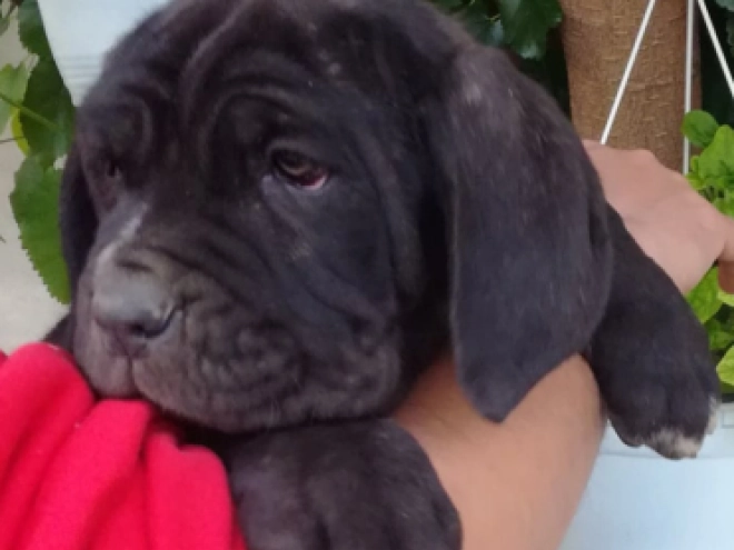 Neapolitan Mastiff puppy for sale