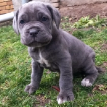 Neapolitan Mastiff puppy for sale