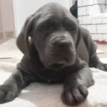 Neapolitan Mastiff puppy for sale
