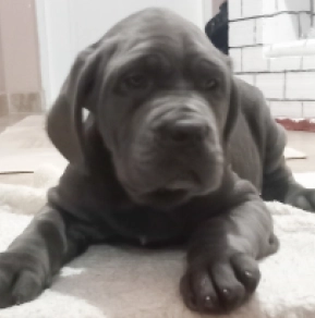 Neapolitan Mastiff puppy for sale