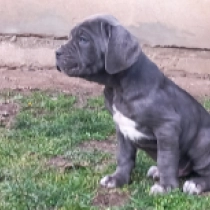 Neapolitan Mastiff puppy for sale