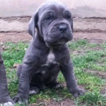 Neapolitan Mastiff puppy for sale