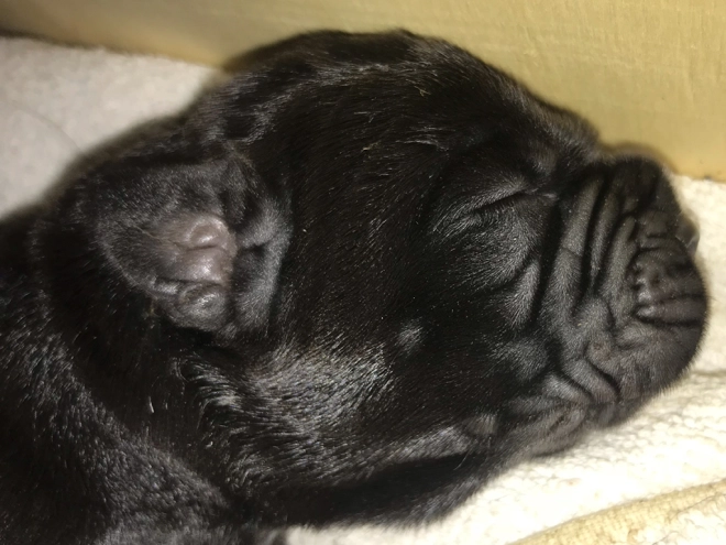 Perros Mastín Napolitano en venta
