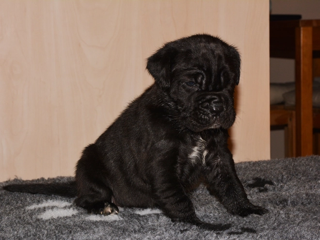 Perros Mastín Napolitano en venta