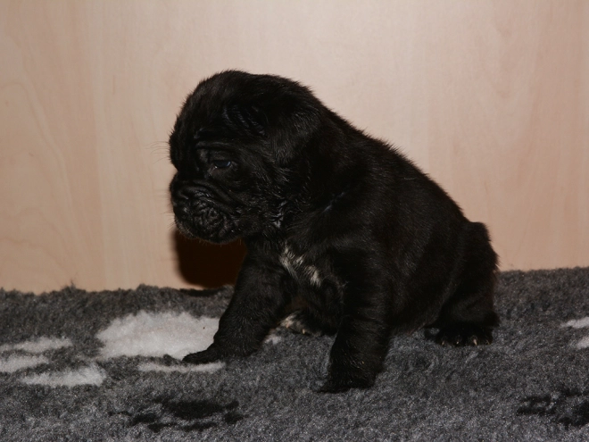 Perros Mastín Napolitano en venta