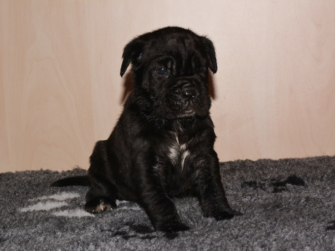 Perros Mastín Napolitano en venta