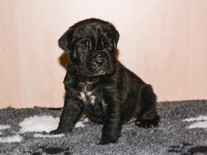 Perros Mastín Napolitano en venta