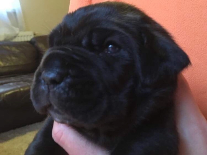 Perros Mastín Napolitano en venta
