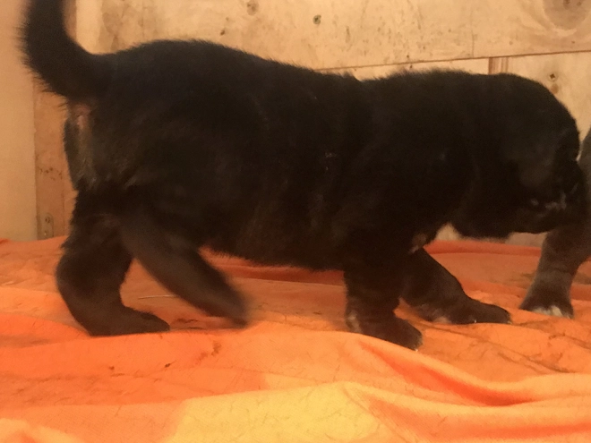 Perros Mastín Napolitano en venta