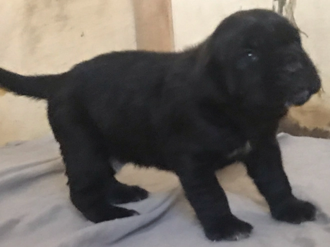 Perros Mastín Napolitano en venta