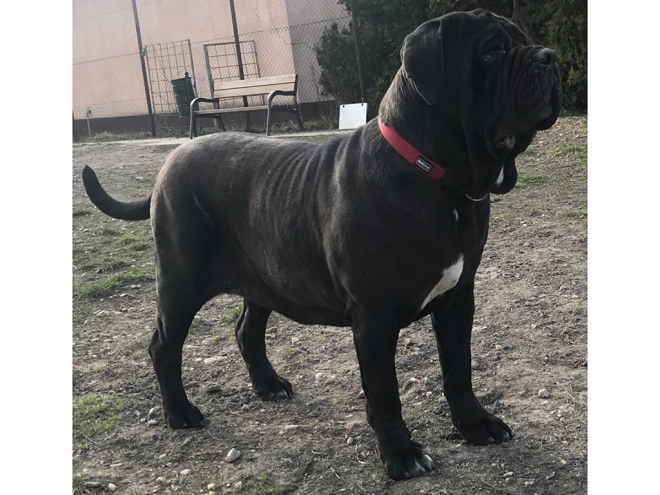 Perros Mastín Napolitano en venta