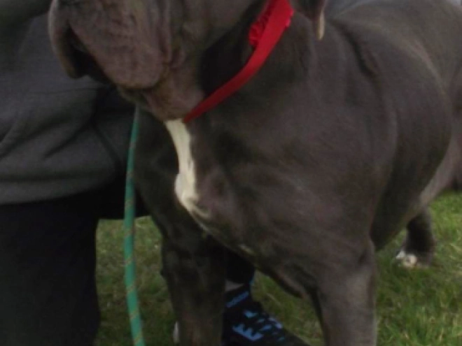 Neapolitan Mastiff puppy for sale