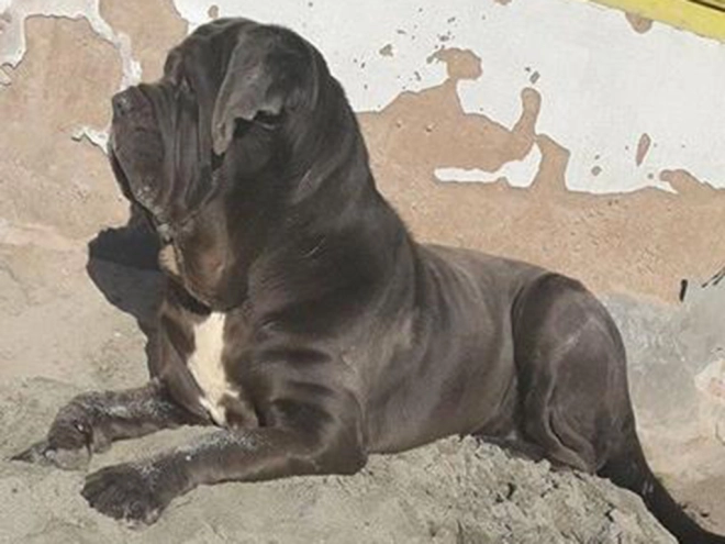 Neapolitan Mastiff puppy for sale