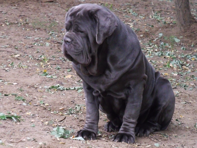 Neapolitan Mastiff puppy for sale